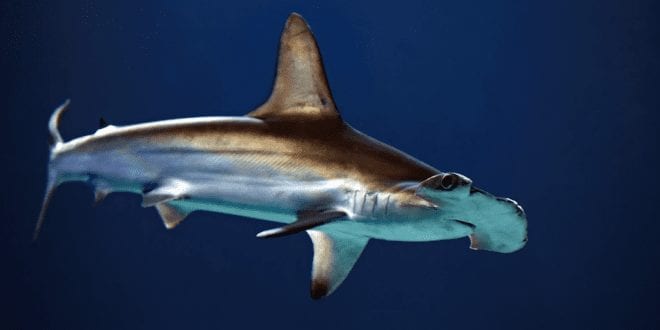 Endangered shark meat sold at UK fish and chip shops, DNA tests reveal
