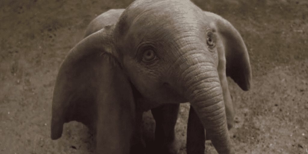 Baby elephant dubbed the Real Life Dumbo dies after its legs snap at