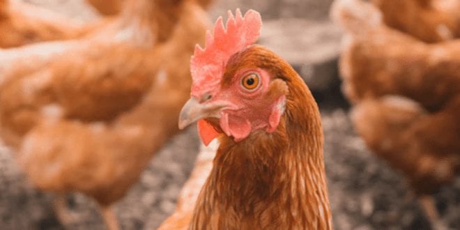 281 tonnes of antibiotics were used on UK chicken farms in just one year, BBC finds