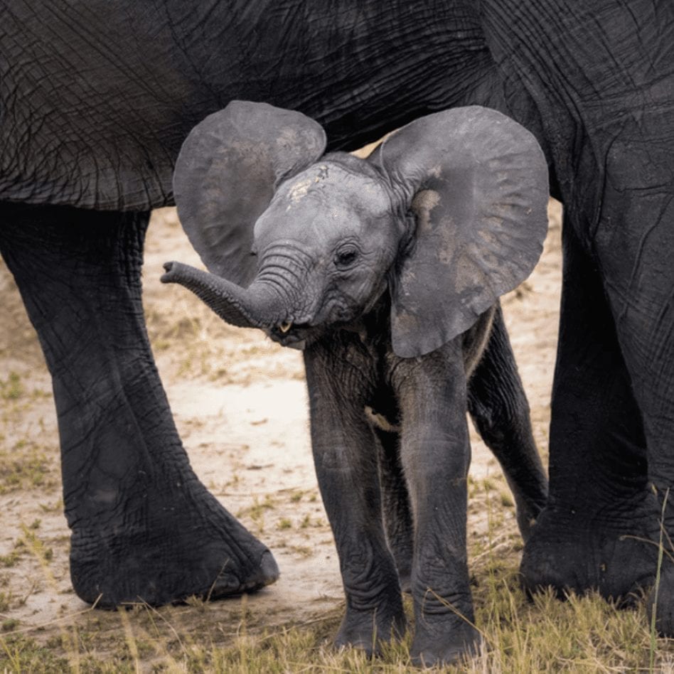 Zimbabwe Has Sold 97 Baby Elephants To China And Dubai For $2.7m ...