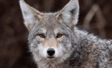 Fashion labels turn to fox fur as mink supply dwindles post COVID-19 cull
