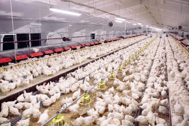 Investigation reveals 'free range' chickens come in flocks of 36,000 birds