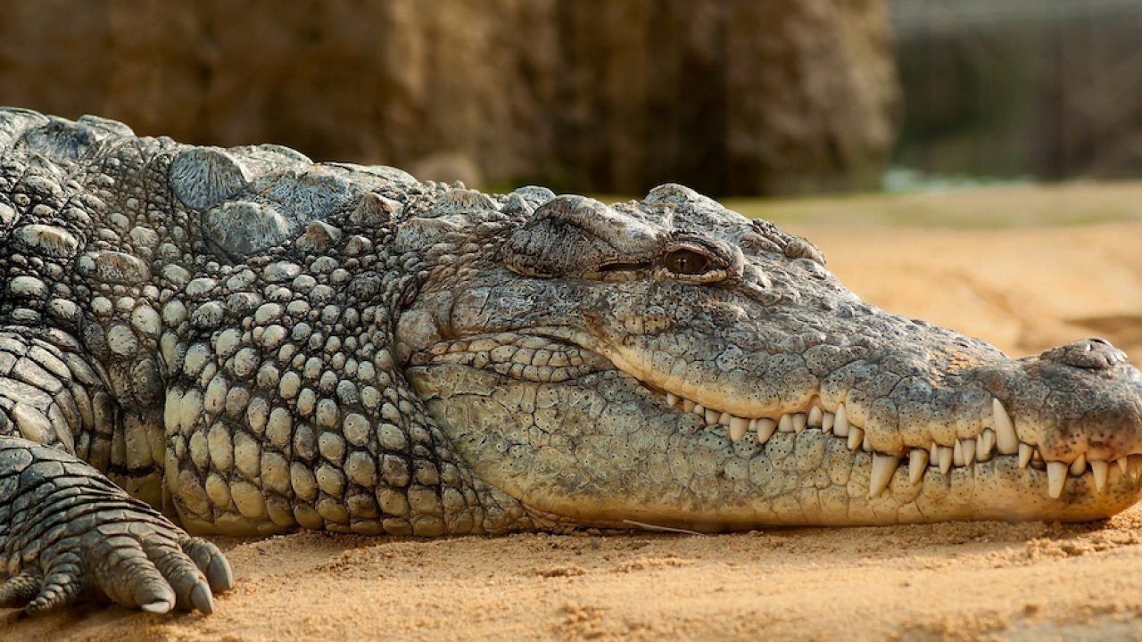 Crocodiles electrocuted and skinned alive to make designer handbags,  investigation reveals