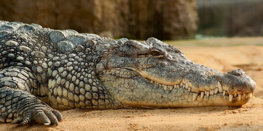 Hermès slammed over proposed NT crocodile farm imprisoning 50,000