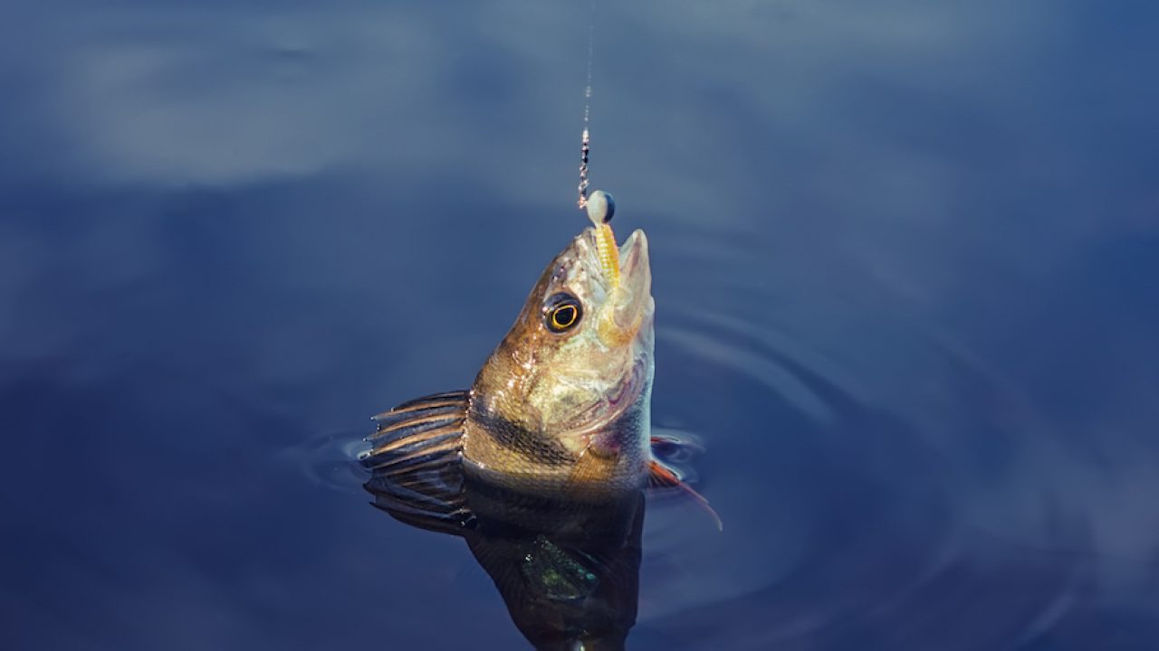 Study shows fish caught with hook baits struggle to eat after