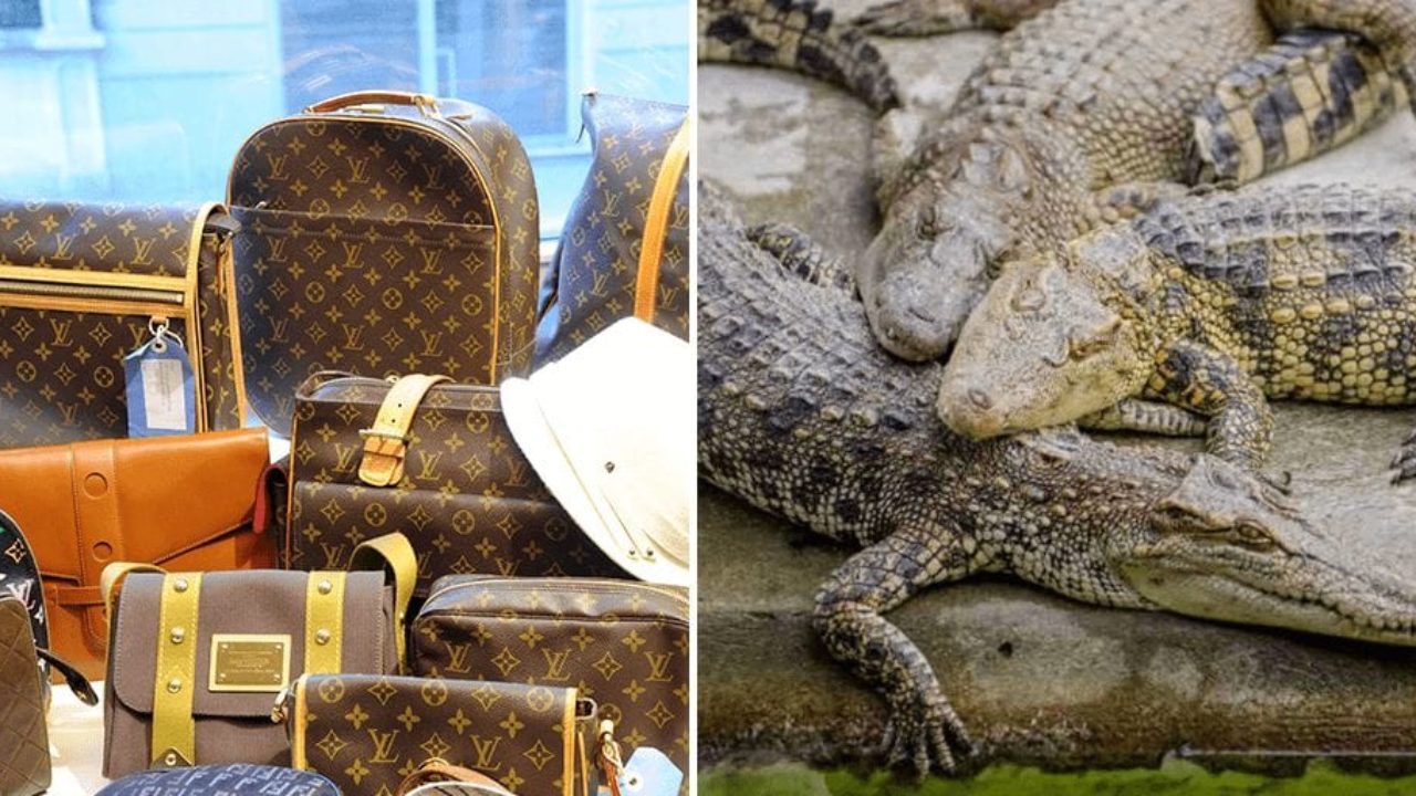 Louis Vuitton Crocodile Farms