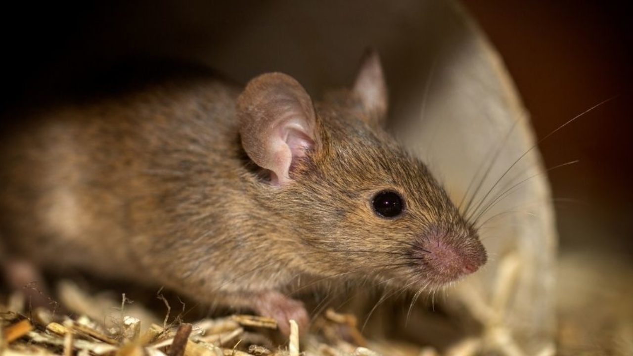 Inhumane' glue traps for mice and rats are set to be BANNED in England